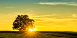 Sensibilità ISO iso